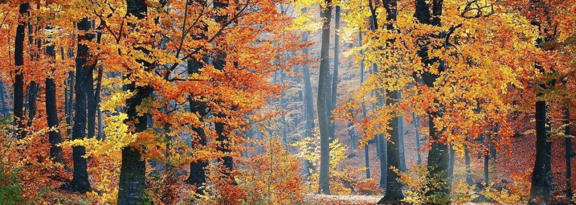 Automne à Paris