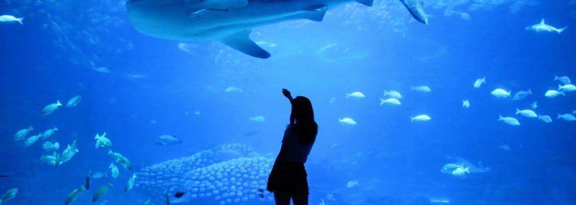 Magical moments for all ages at the Paris Aquarium