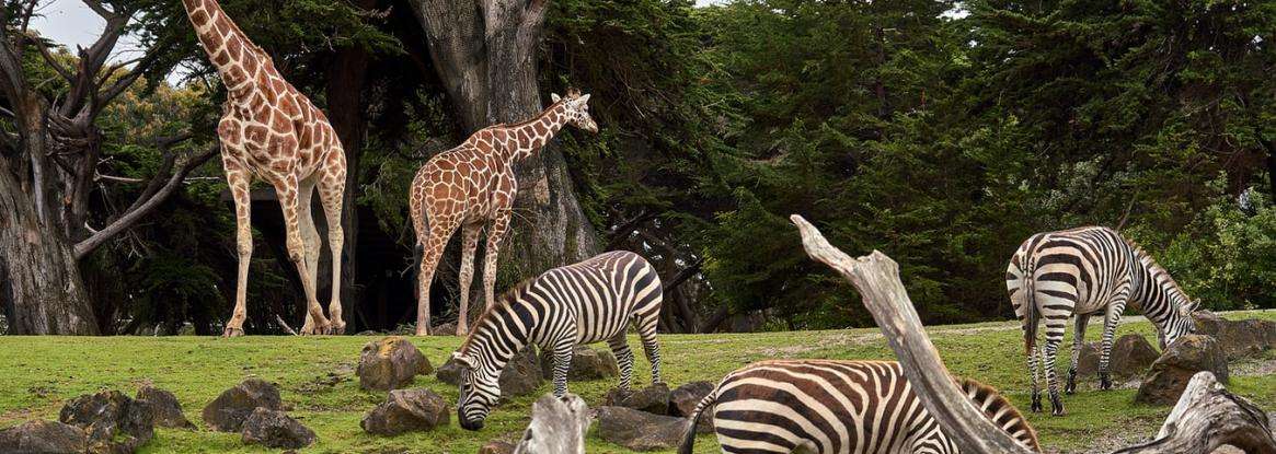 Tour du monde virtuel animalier au Jardin d'Acclimatation